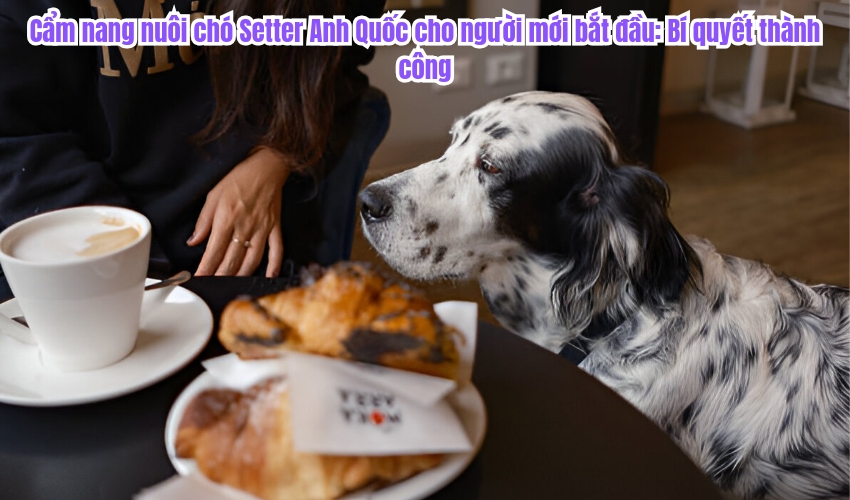 Cẩm nang nuôi chó Setter Anh Quốc cho người mới bắt đầu: Bí quyết thành công Cẩm nang nuôi chó Setter Anh Quốc cho người mới bắt đầu: Bí quyết thành công