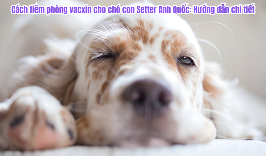 Cách tiêm phòng vacxin cho chó con Setter Anh Quốc: Hướng dẫn chi tiết Cách tiêm phòng vacxin cho chó con Setter Anh Quốc: Hướng dẫn chi tiết